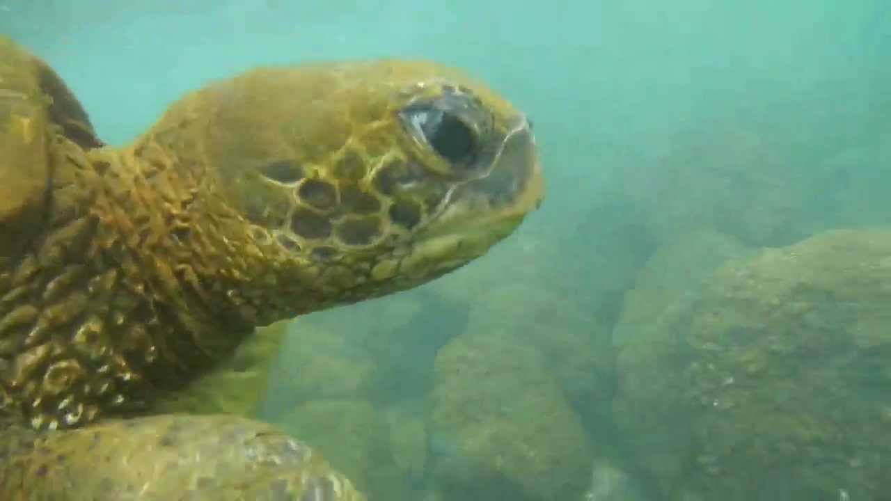 Snorkeling beach house kauai cheap hawaiian activities