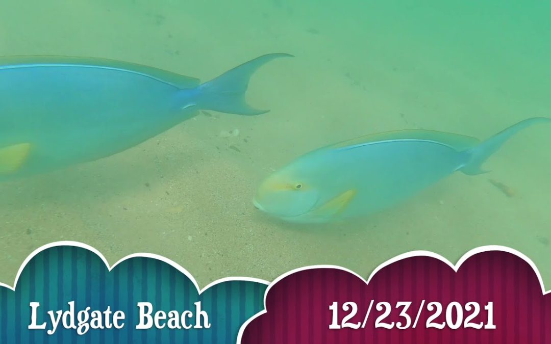 Snorkeling in Kauai