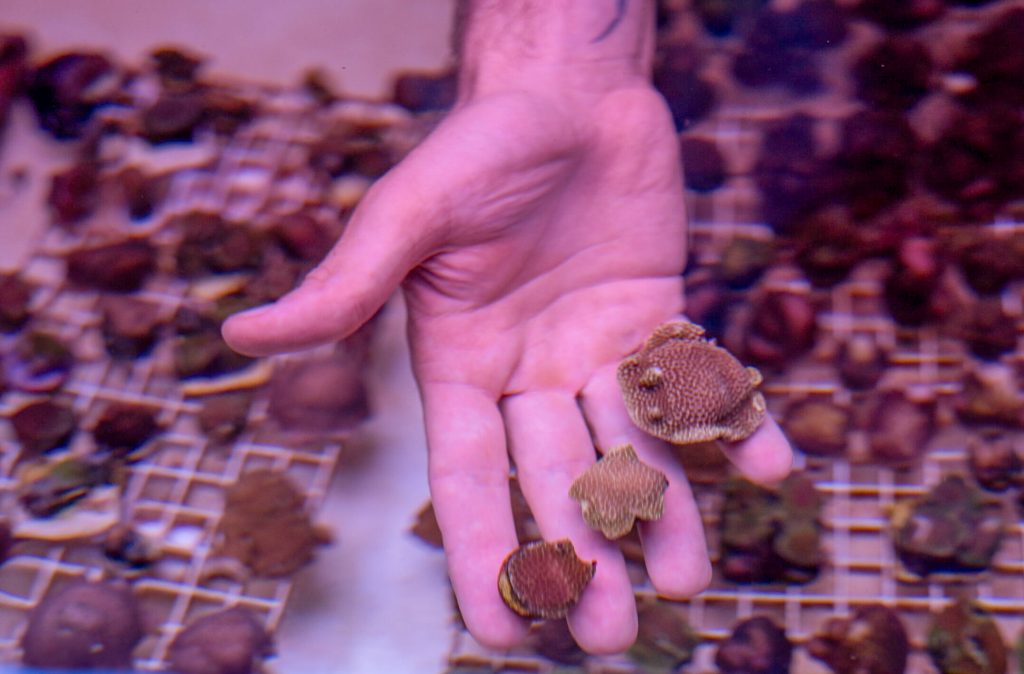 Coral damaged by grounded yacht ready to return to Honolua Bay after recovering in nursery