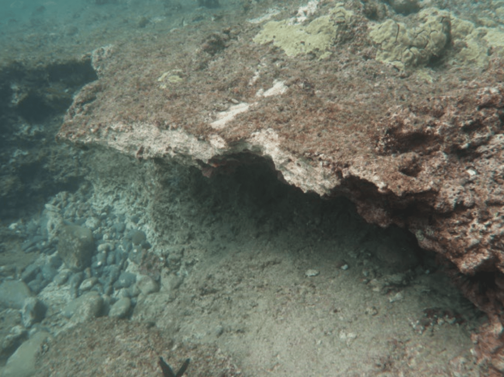 Coral damaged by grounded yacht ready to return to Honolua Bay after recovering in nursery