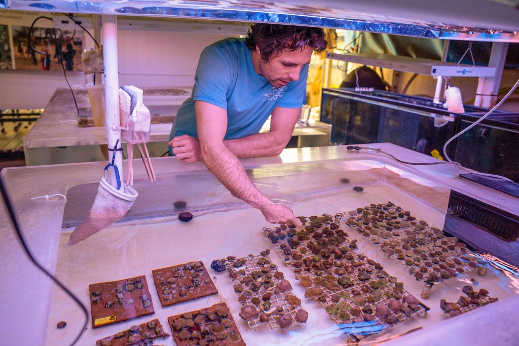 Coral damaged by grounded yacht ready to return to Honolua Bay after recovering in nursery