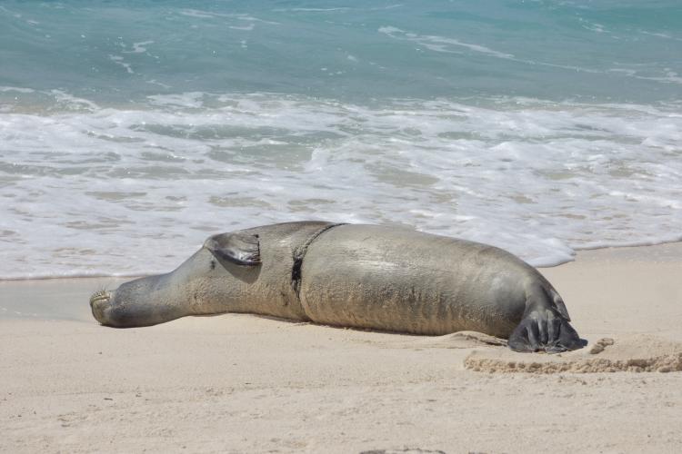 Marine Life Benefit From Marine Debris Cleanup Efforts At Papahanaumokuakea 1