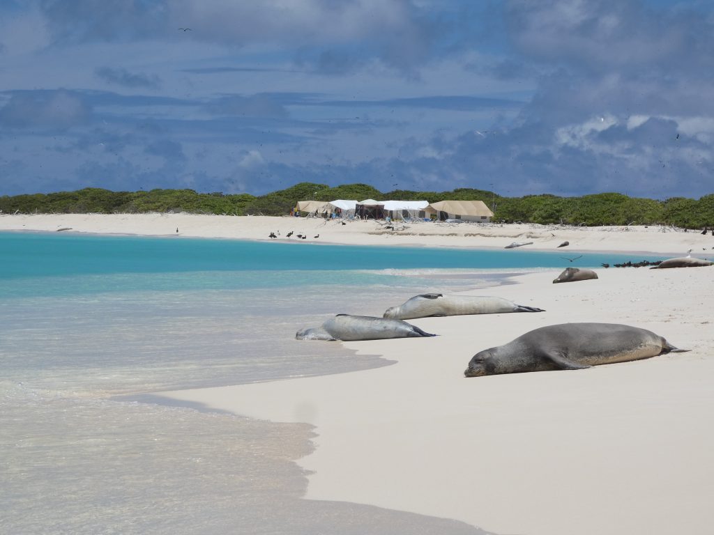 Marine Life Benefit from Marine Debris Cleanup Efforts at Papahānaumokuākea