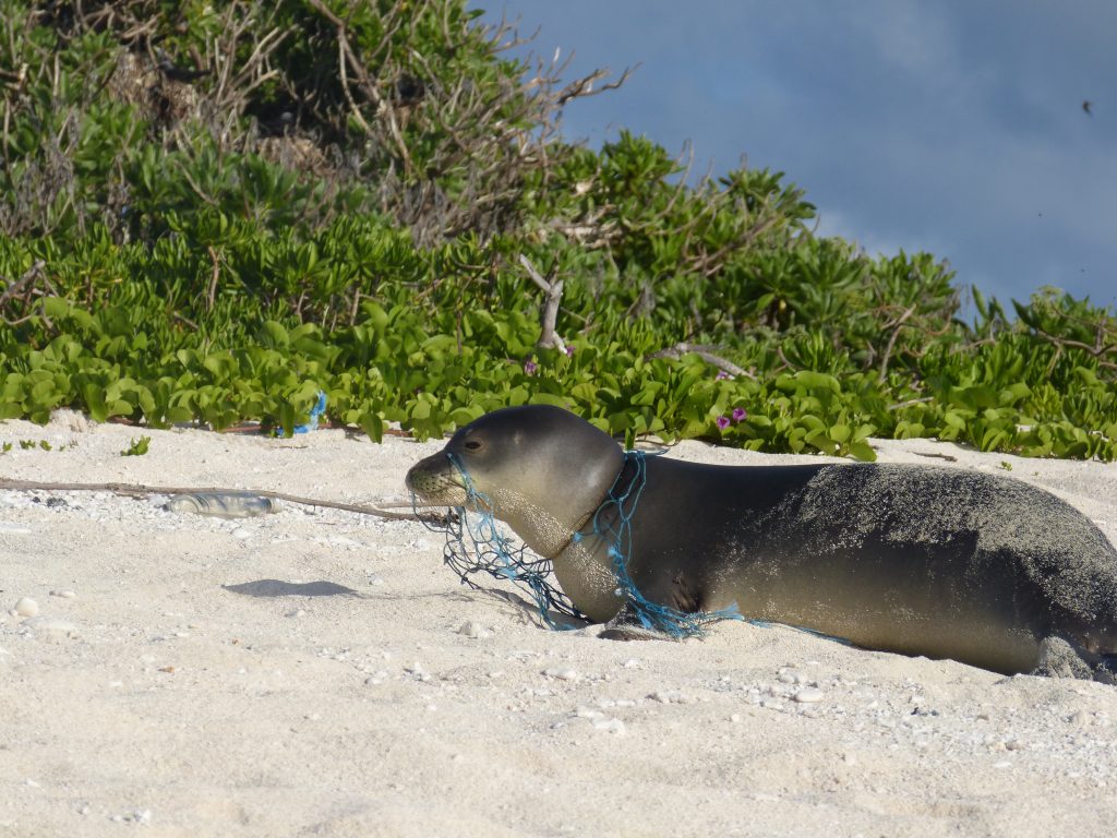 Marine Life Benefit from Marine Debris Cleanup Efforts at Papahānaumokuākea