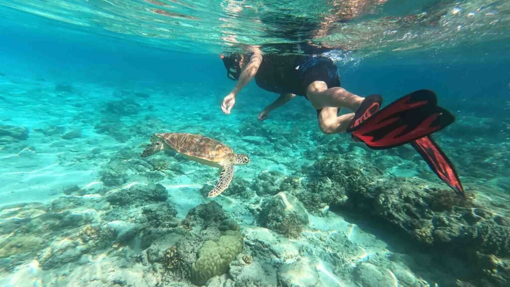 Grand Circle Snorkel Turtles