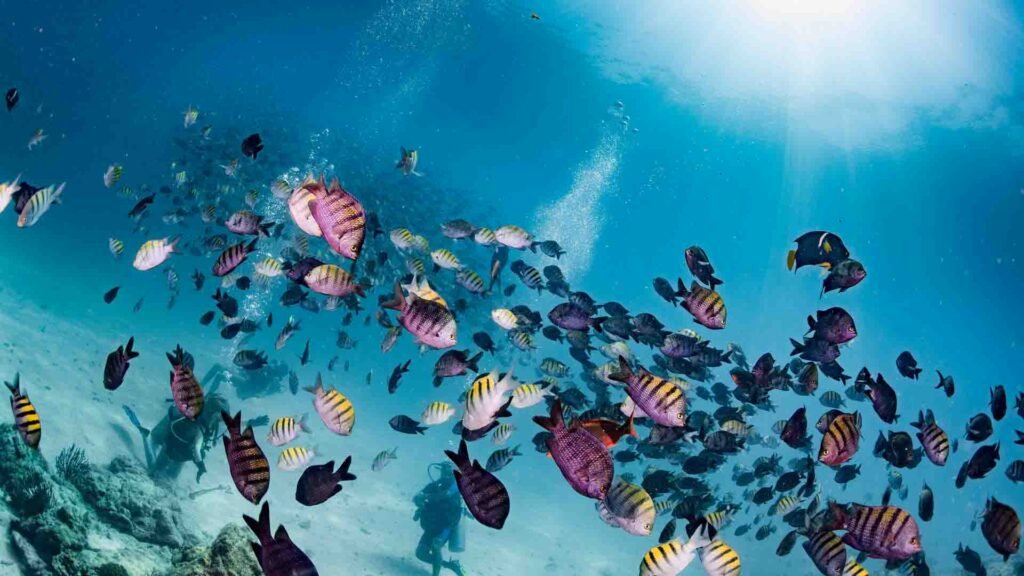 Hanauma Bay Snorkeling