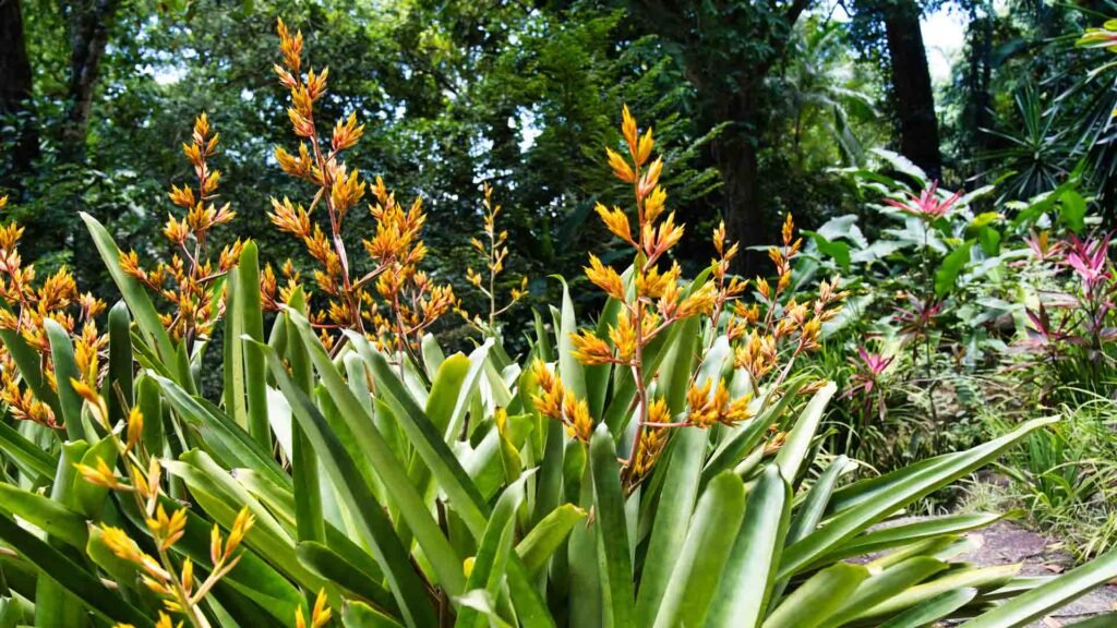 Oahu Flora Fauna Tours