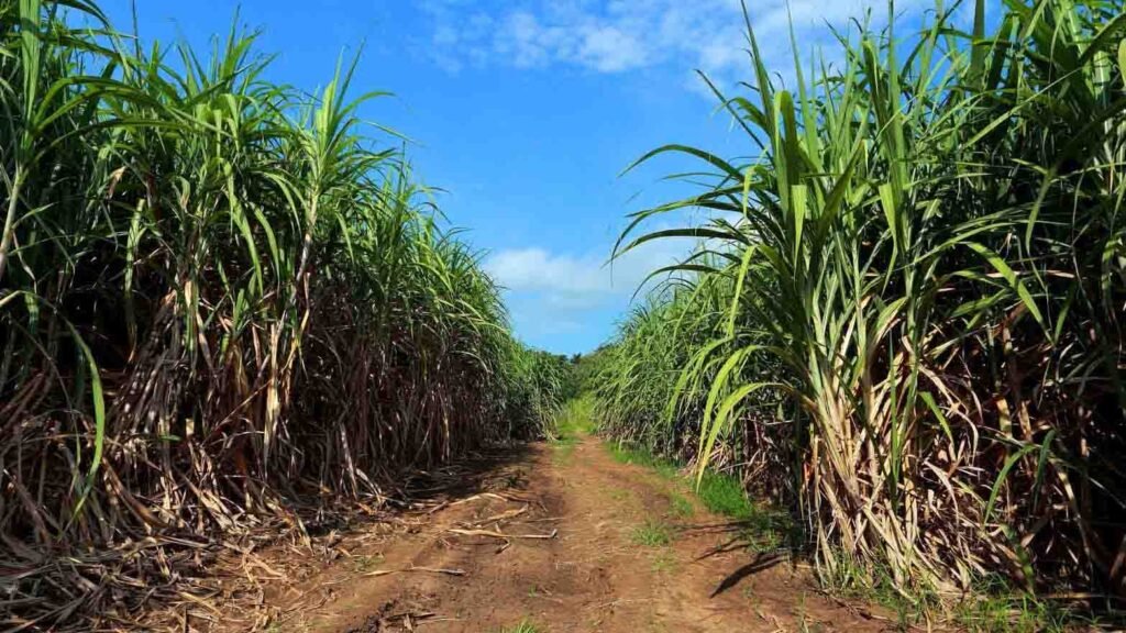 Oahu Sugar Industry Tour