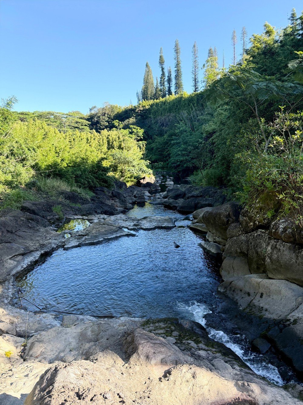 Hidden Gems Rainforest Tour