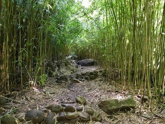 bamboo-maui