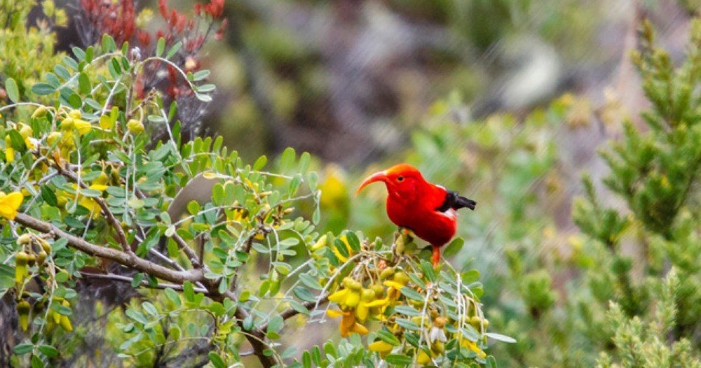 Birdwatching Private Tour image