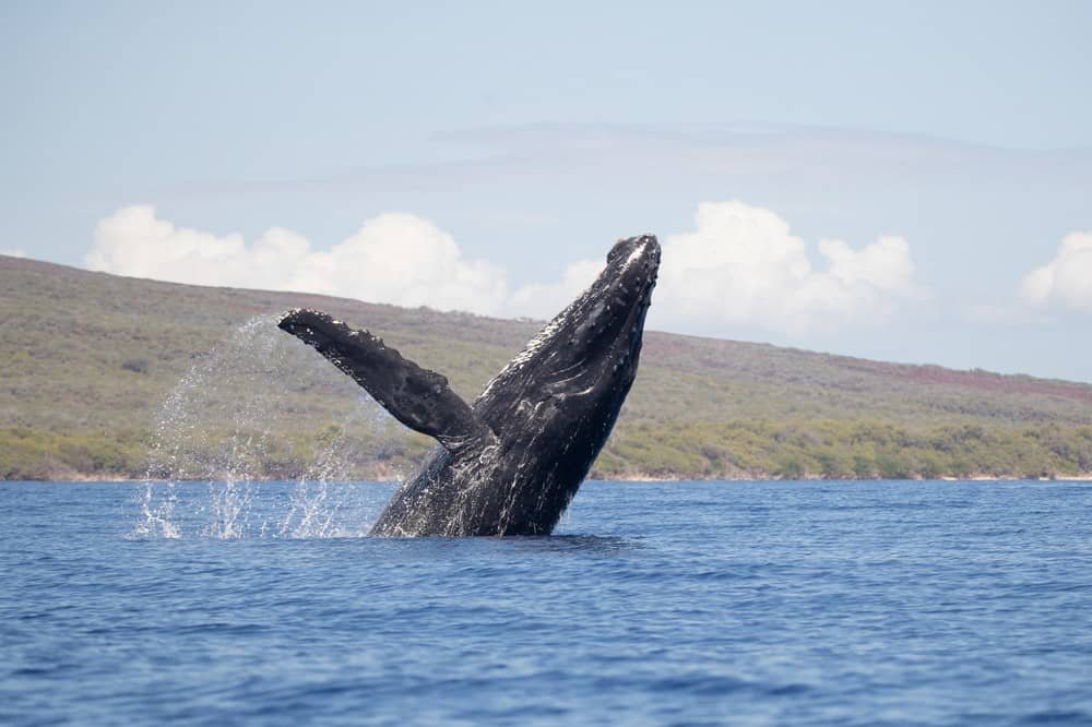 From Ma'alaea Harbor: Whale Watch Tours