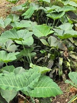 Halfway-to-Hana-Tour-F-3