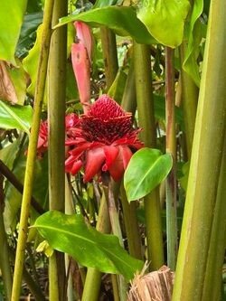 Halfway-to-Hana-Tour-F-4