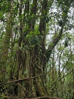 Halfway-to-Hana-Tour-F-5