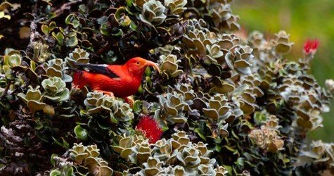 Maui Birding Group Tour F-1