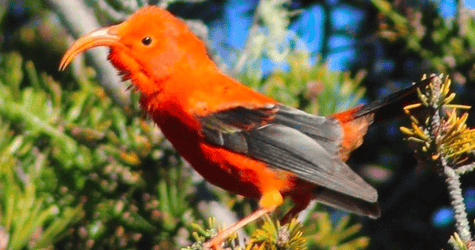 Maui Birding Group Tour F-2