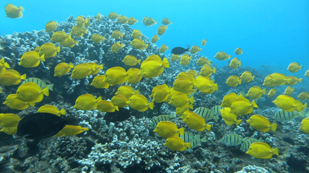 Tropcial-Fish-Lanai-Maui