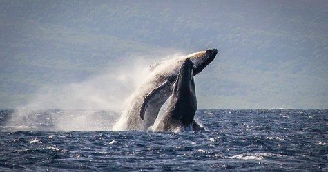 2 Hour Whale Watch F-1