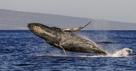 2 Hour Whale Watch F-3
