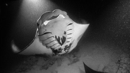 BIG ISLAND MANTA NIGHT SNORKEL f-1