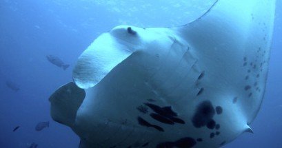 BIG ISLAND MANTA NIGHT SNORKEL f-2