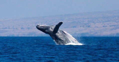 BIG ISLAND Whale Watch f-1