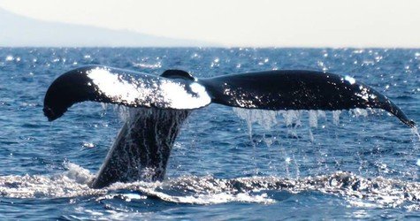BIG ISLAND Whale Watch f-2