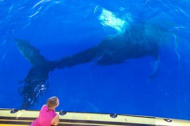 BIG ISLAND Whale Watch f-4