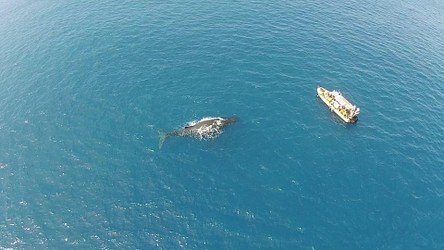 BIG ISLAND Whale Watch f-5