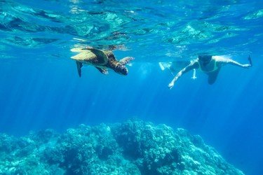 Best Big Island Snorkel f-1