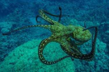 Best Big Island Snorkel f-2