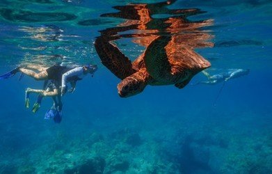 Best Big Island Snorkel f-4