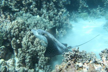 Best Big Island Snorkel f-5