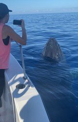 Best Big Island Whale Watch f-3