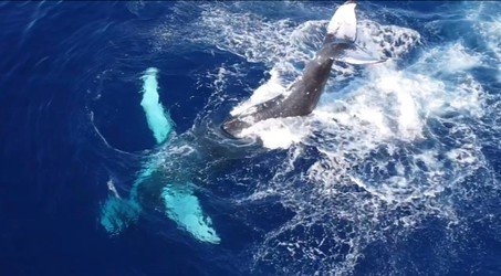 Best Big Island Whale Watch f-4