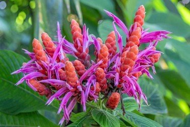 Botanical Gardens, Waterfalls, and Farmers Market f-2