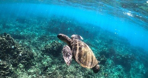 Catamaran Private Morning Snorkel & Sail Tour image F-3