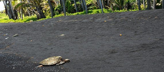 DiscoverhawaiiTours_Hawaii_Big_Island_Black_Sand_Beach
