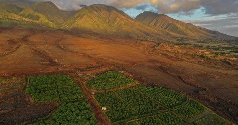 Exclusive Guided Cacao Farm Tour f-1