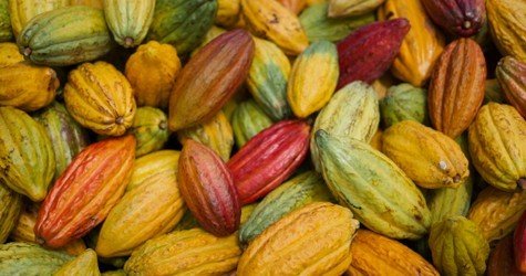 Exclusive Guided Cacao Farm Tour f-2