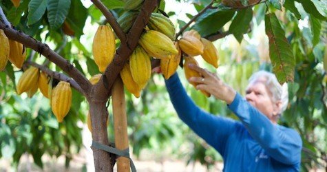 Exclusive Guided Cacao Farm Tour f-3