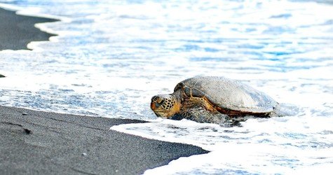 Honu at Punalu'u