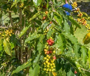 Kona Cruise Ship Guest Special - Kona Historical Tour f-6