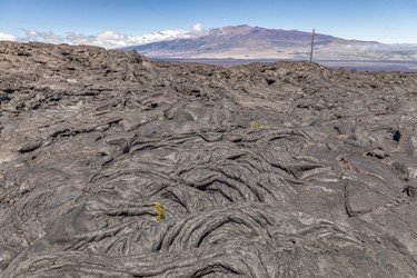 Kona Cruise Ship Guest Special f-1