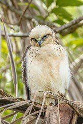 Kona Cruise Ship Guest Special f-6