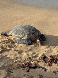 Locals' Favorites Private Maui Tour f-3