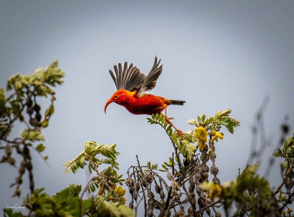 Maui Birding Tour