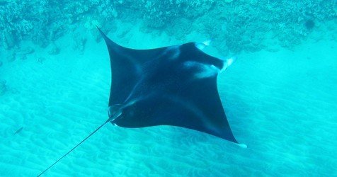 Maui-Ocean-Rentals-FareHarbor-Maui-Ocean-Action-Private-Tours-Stingray