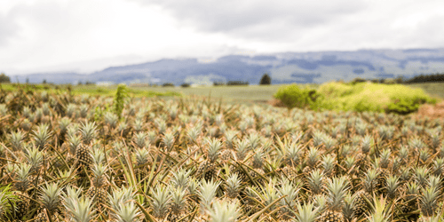 Many ripe pineapples as background
